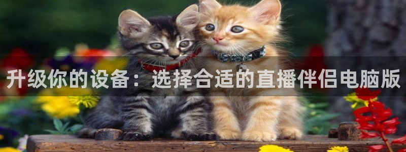 龙门直播下载