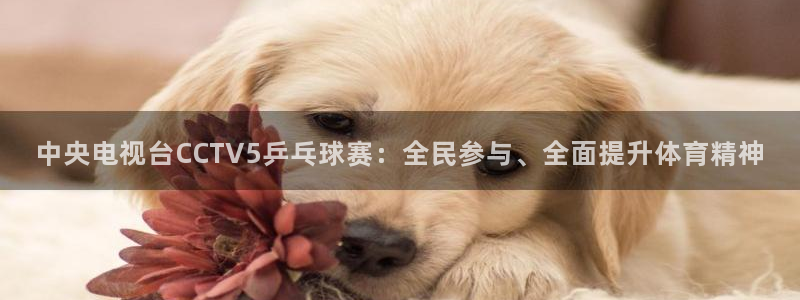 龙门镖局1.5在线观看免费完整版：中央电视台CCTV5乒乓球赛：全民参与、全面提升体育精神